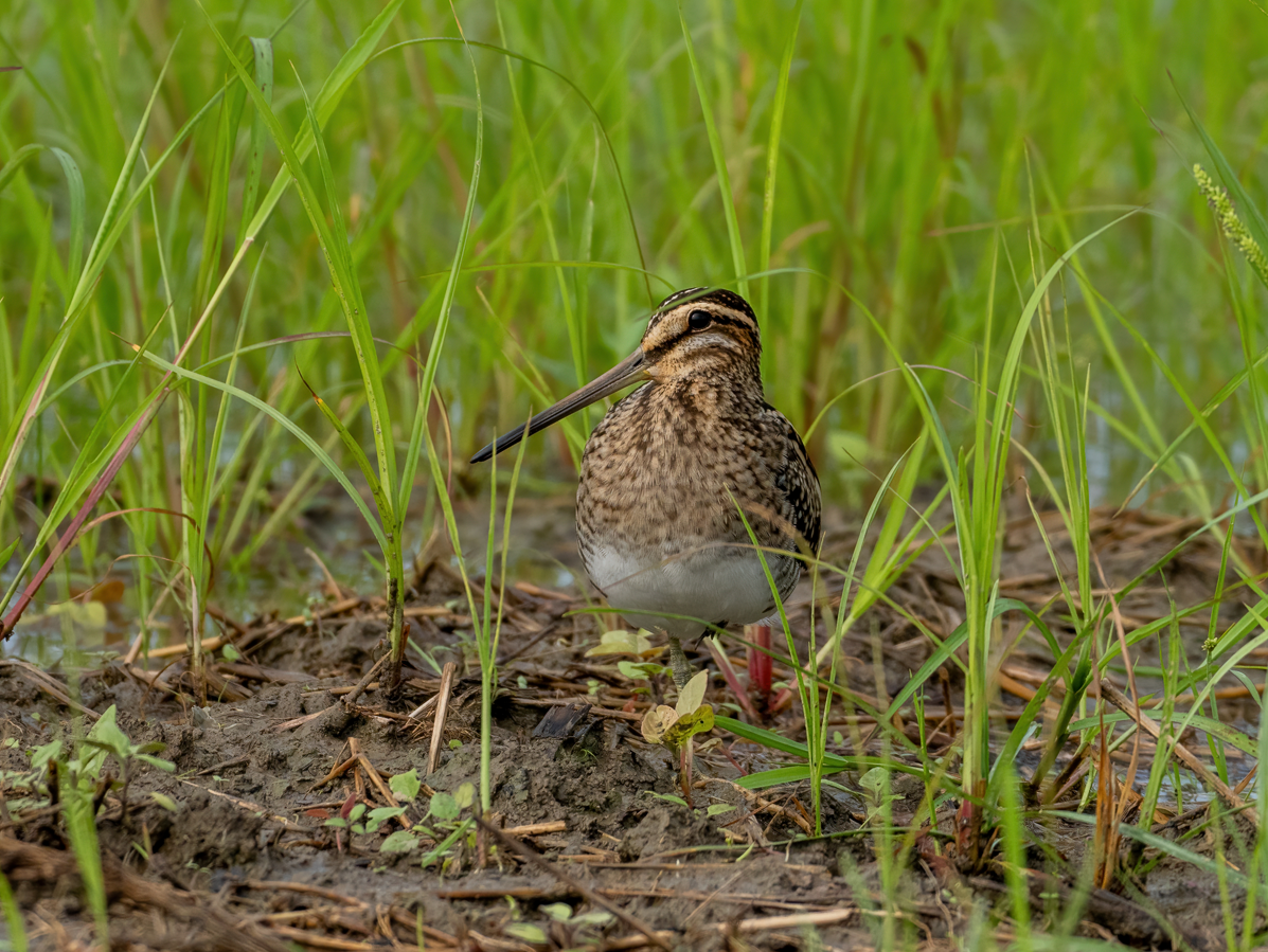 Gallinago sp. - ML642704961
