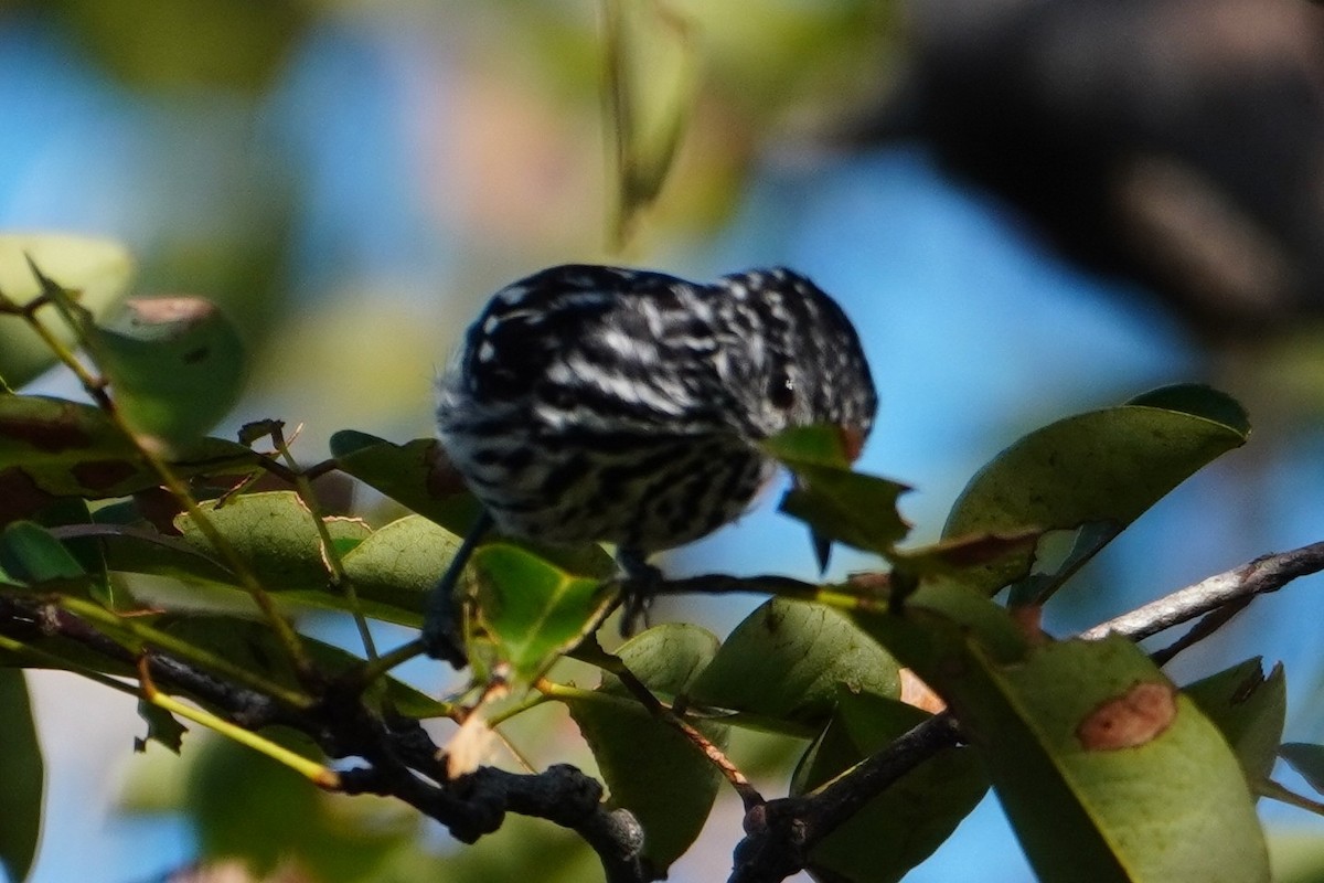 Cherrie's Antwren - ML642704963