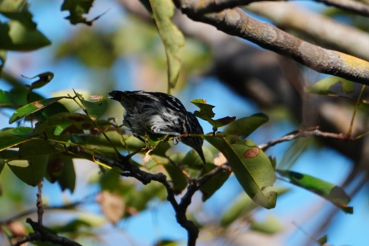 Cherrie's Antwren - ML642704964