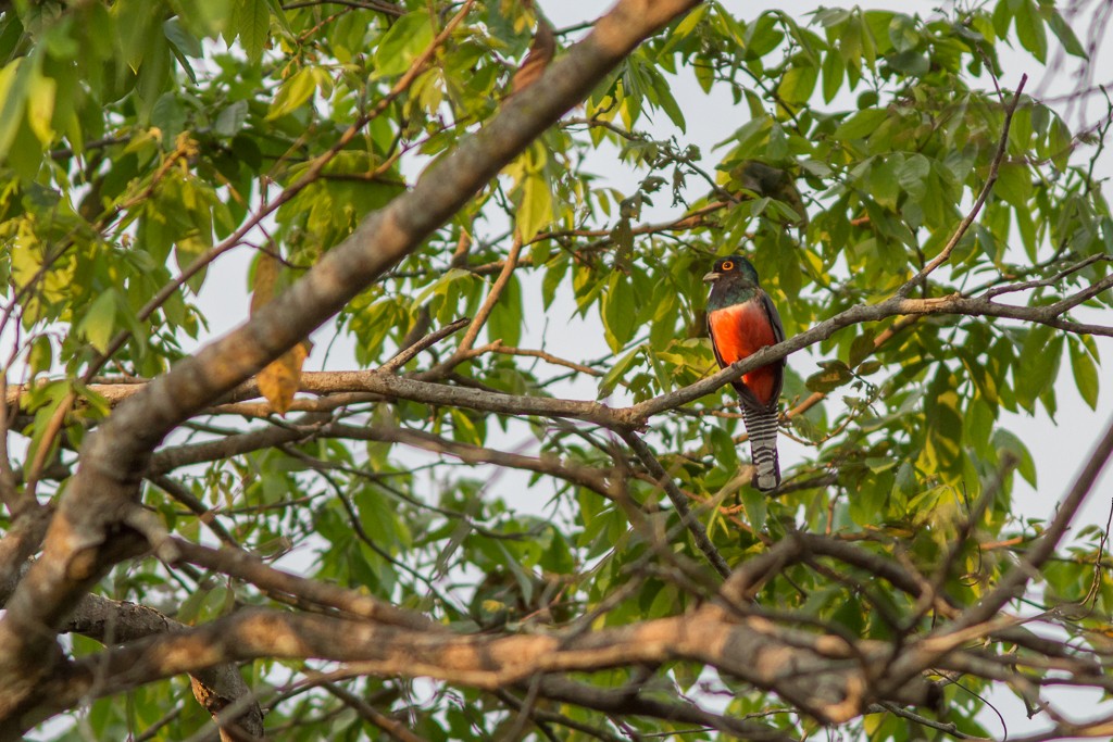 trogon modrotemenný - ML642704969