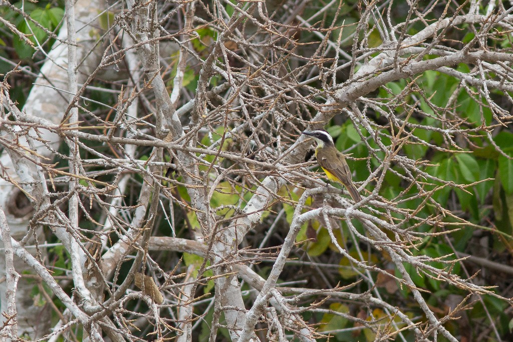 Lesser Kiskadee - ML642704974