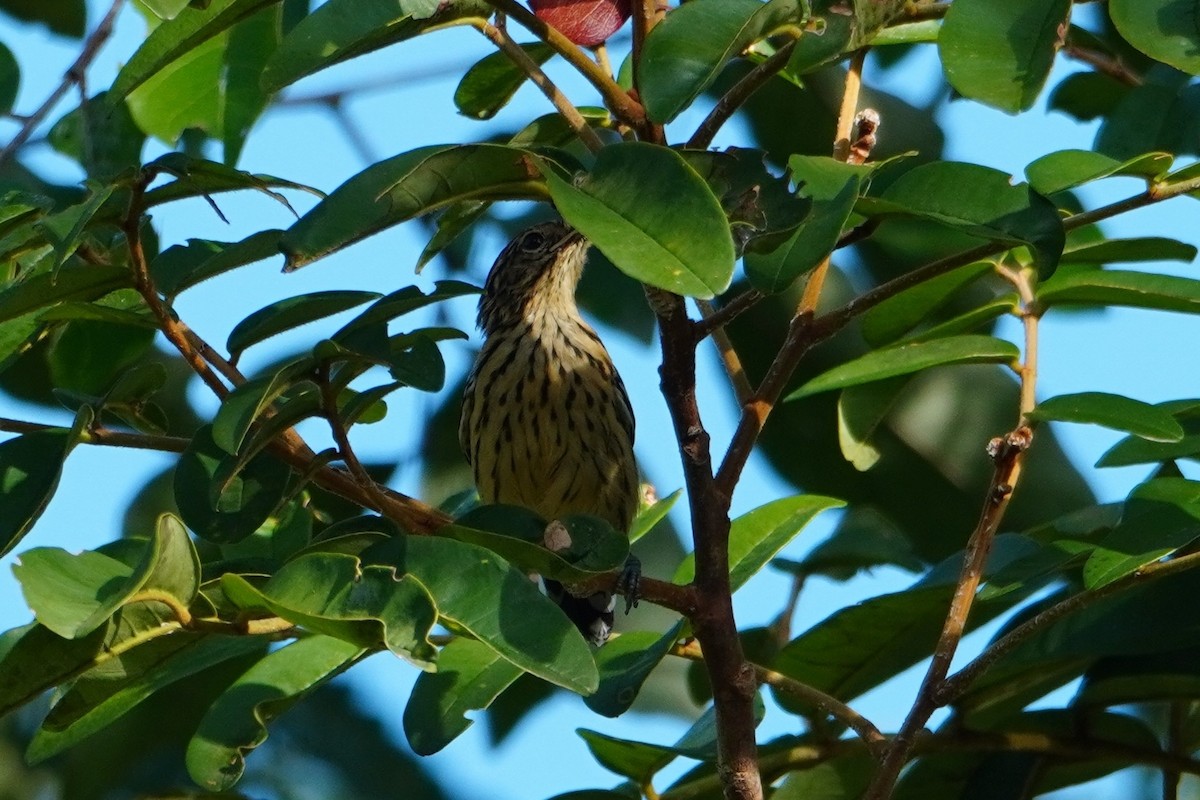 Amazonian Streaked-Antwren - ML642704976