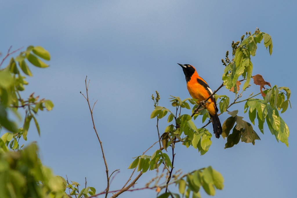 Orange-backed Troupial - ML642704977