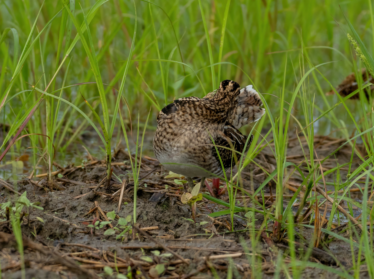 Gallinago sp. - ML642704982