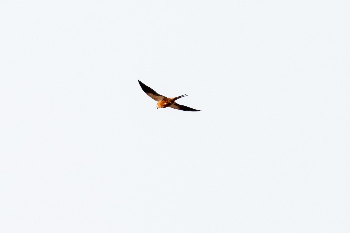 Mosque Swallow - ML642704984
