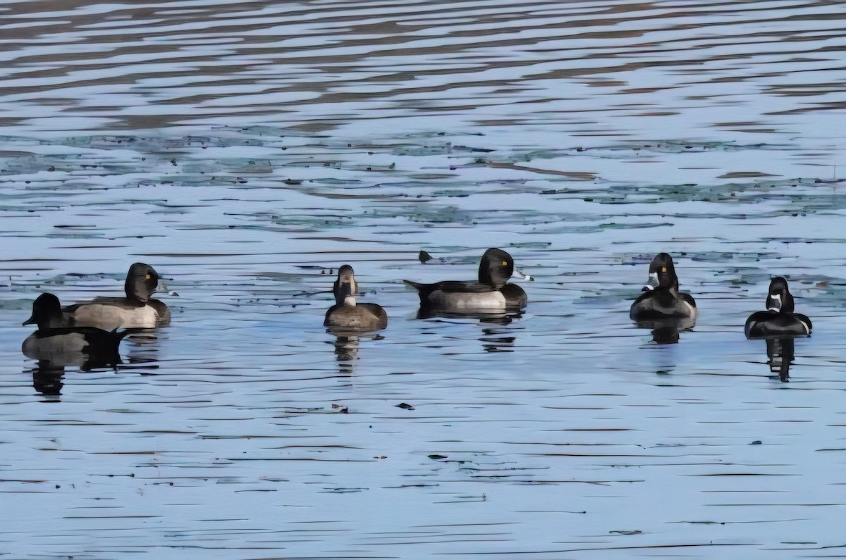 Ring-necked Duck - ML642704985