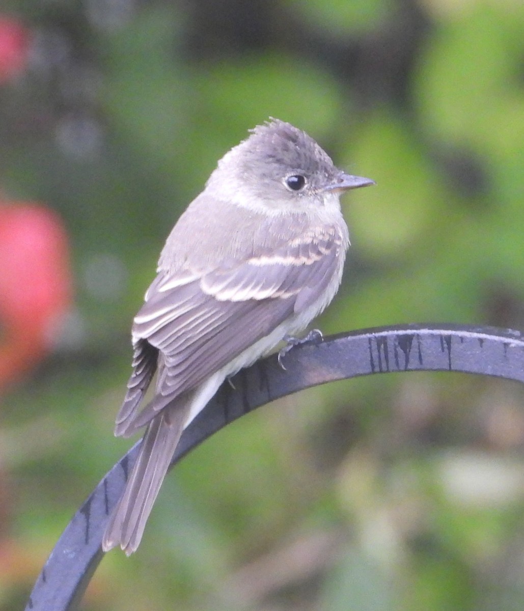 Eastern Wood-Pewee - ML642705024