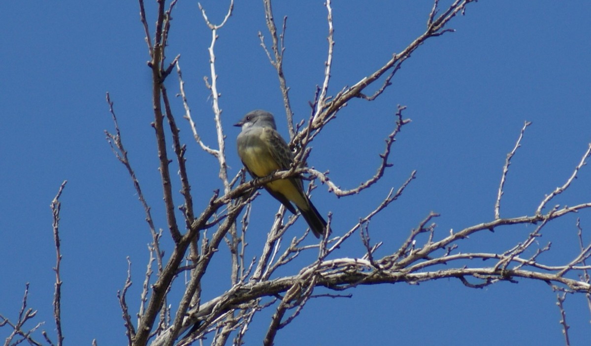 Cassin's Kingbird - ML642705031
