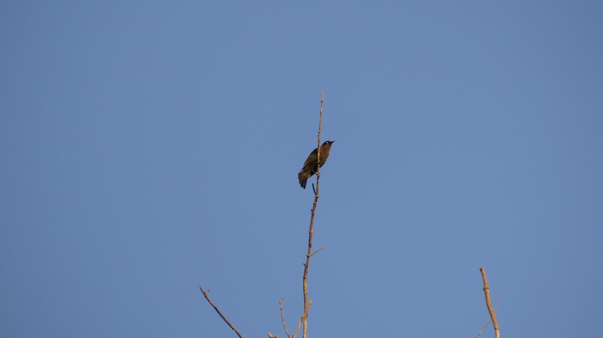 Rusty Blackbird - ML642705034