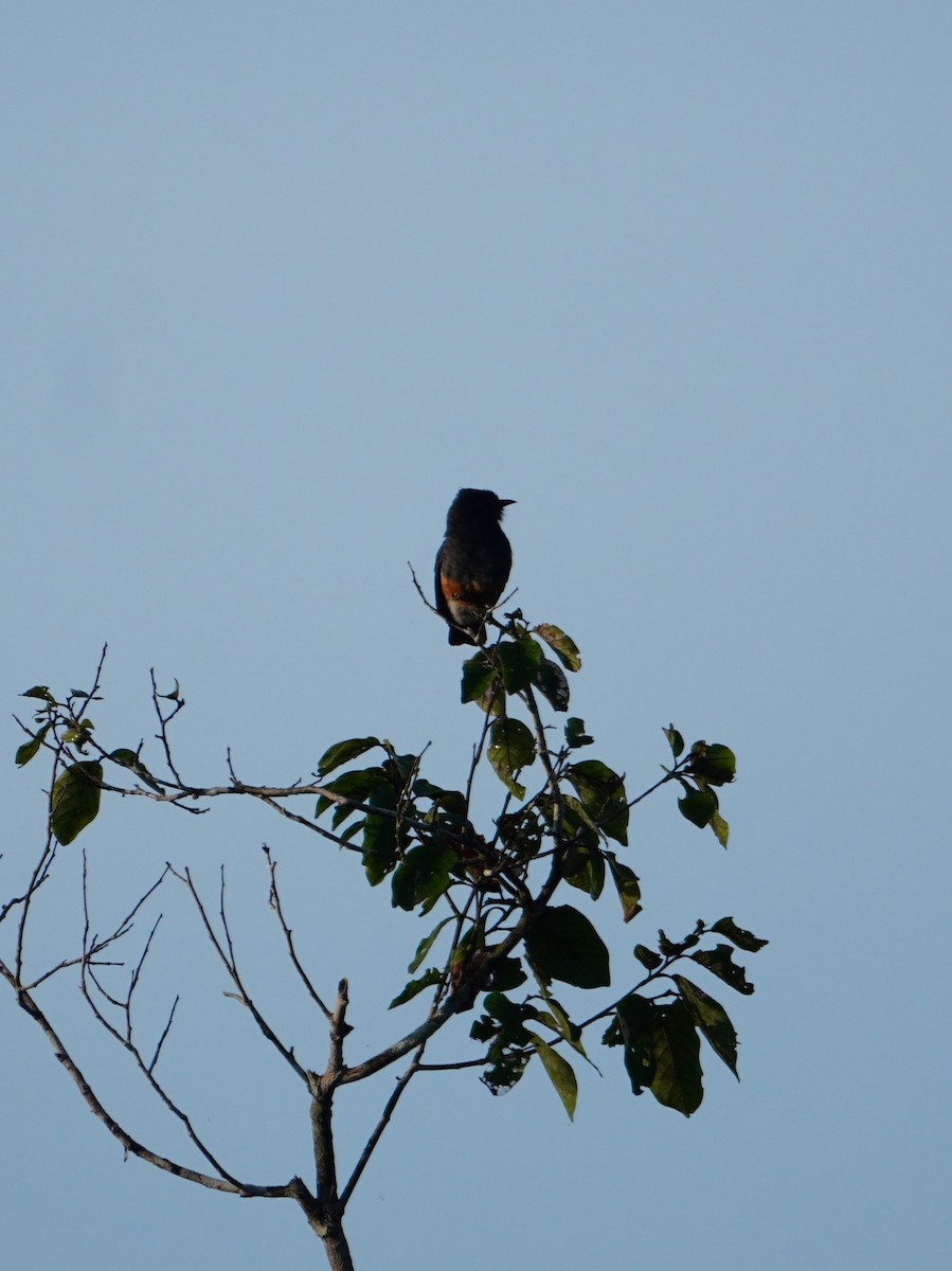 Swallow-winged Puffbird - ML642705035