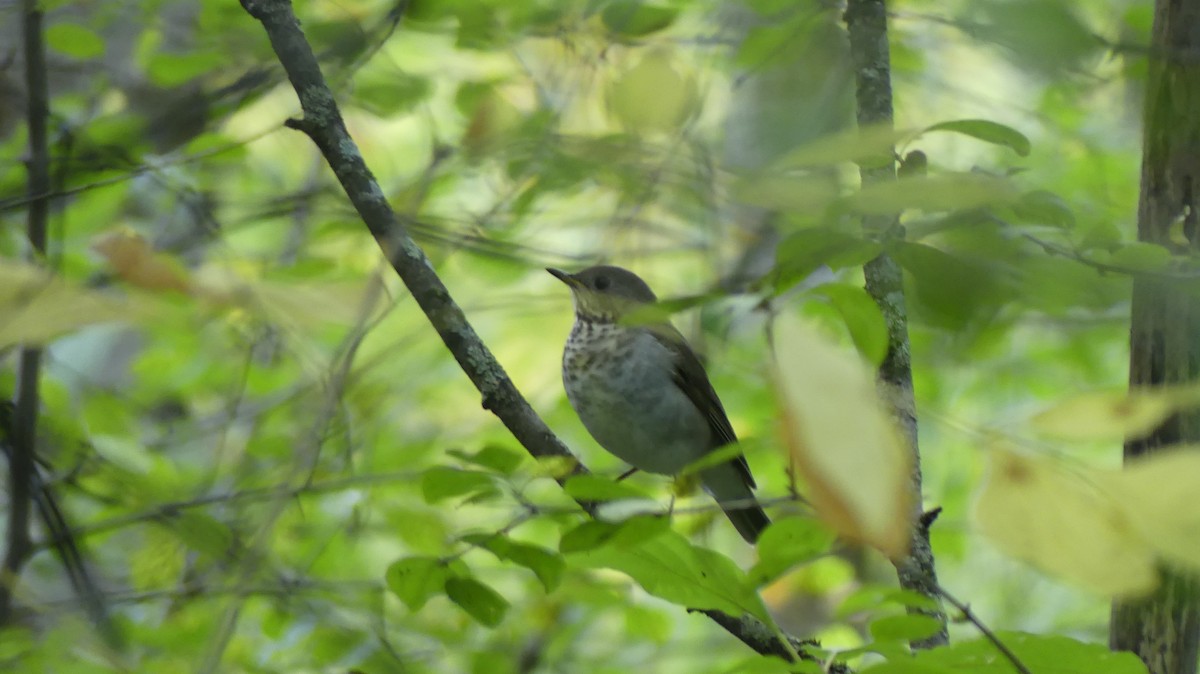 Gray-cheeked Thrush - ML642705041