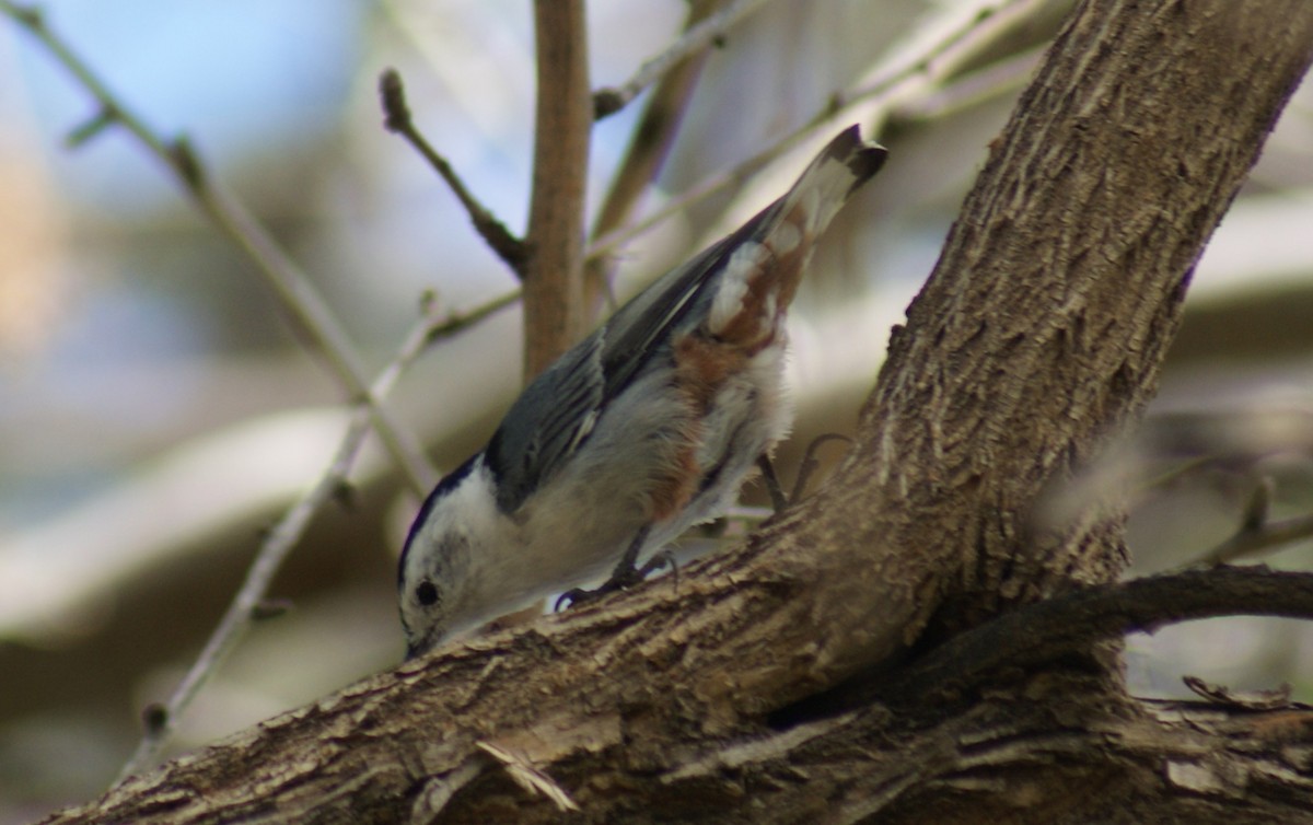 White-breasted Nuthatch (Interior West) - ML642705050