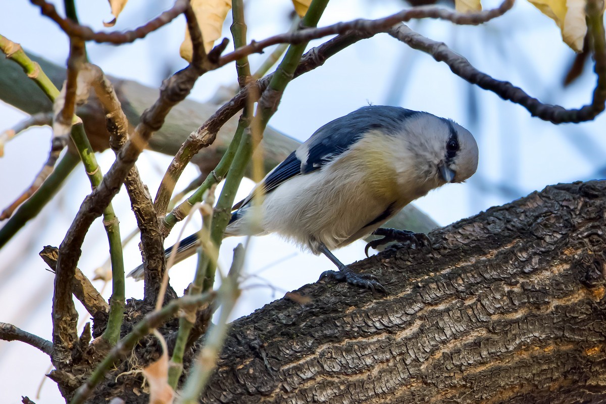 Akça Baştankara - ML642705054