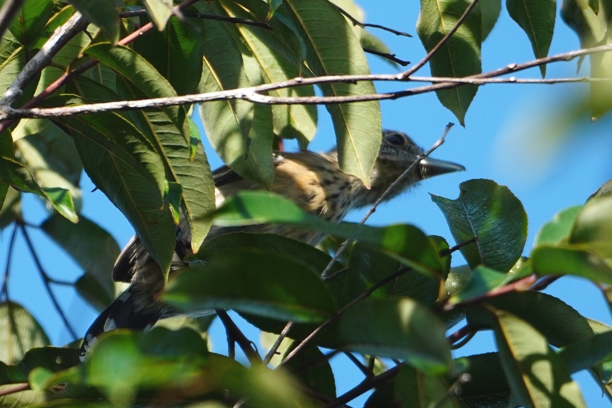 Black-crested Antshrike - ML642705057