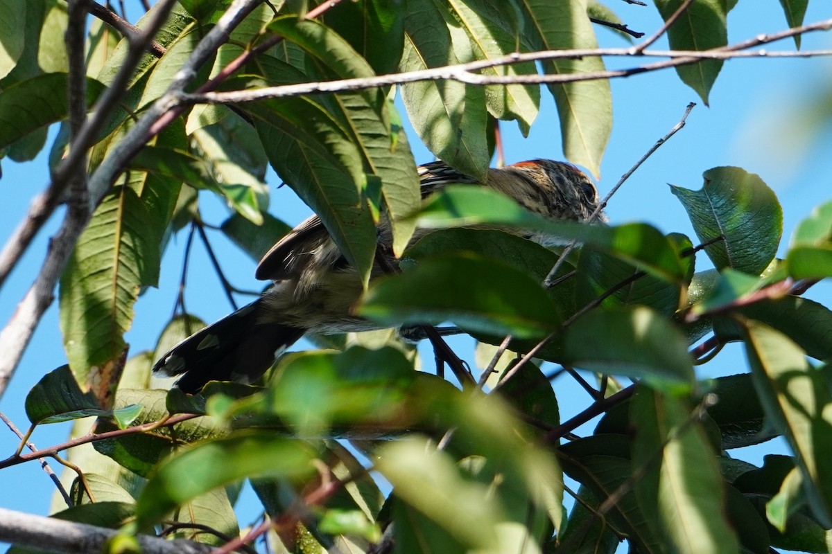 Black-crested Antshrike - ML642705058