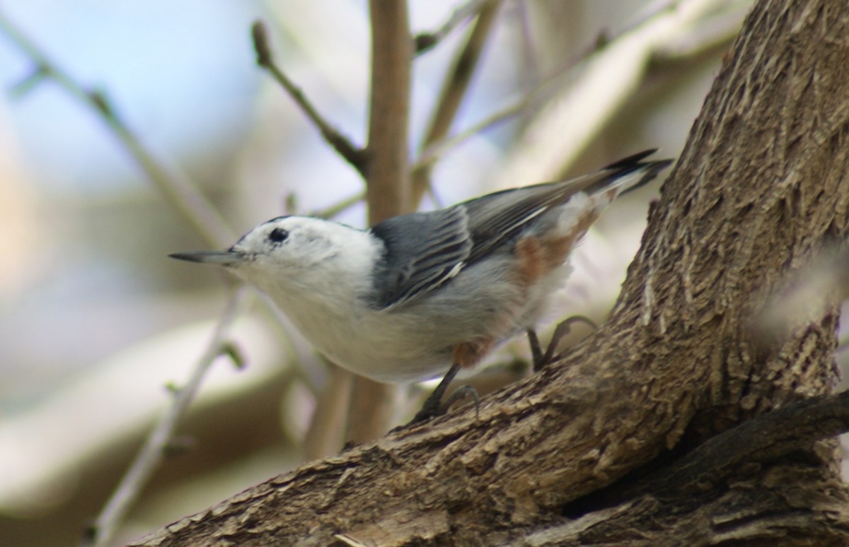White-breasted Nuthatch (Interior West) - ML642705060