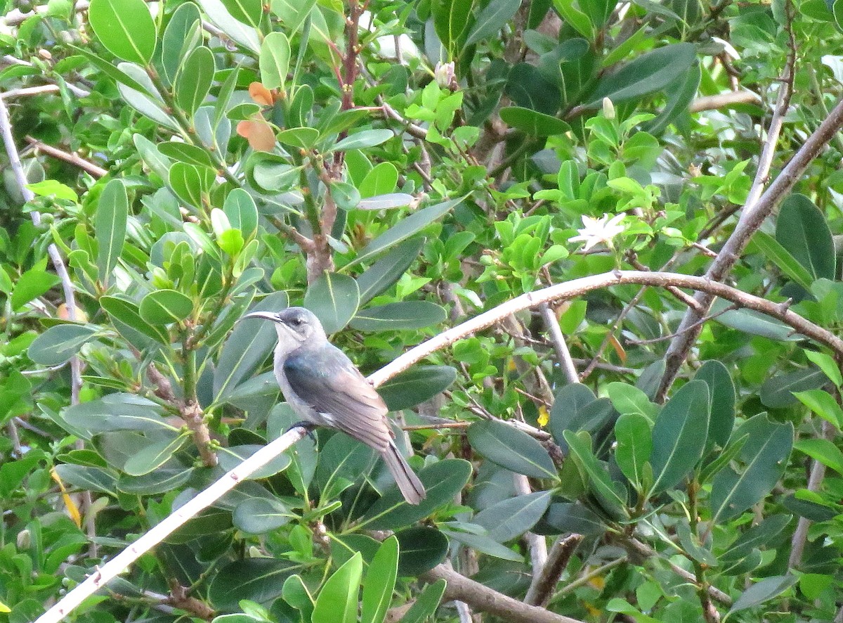 Mouse-colored Sunbird - ML642705064