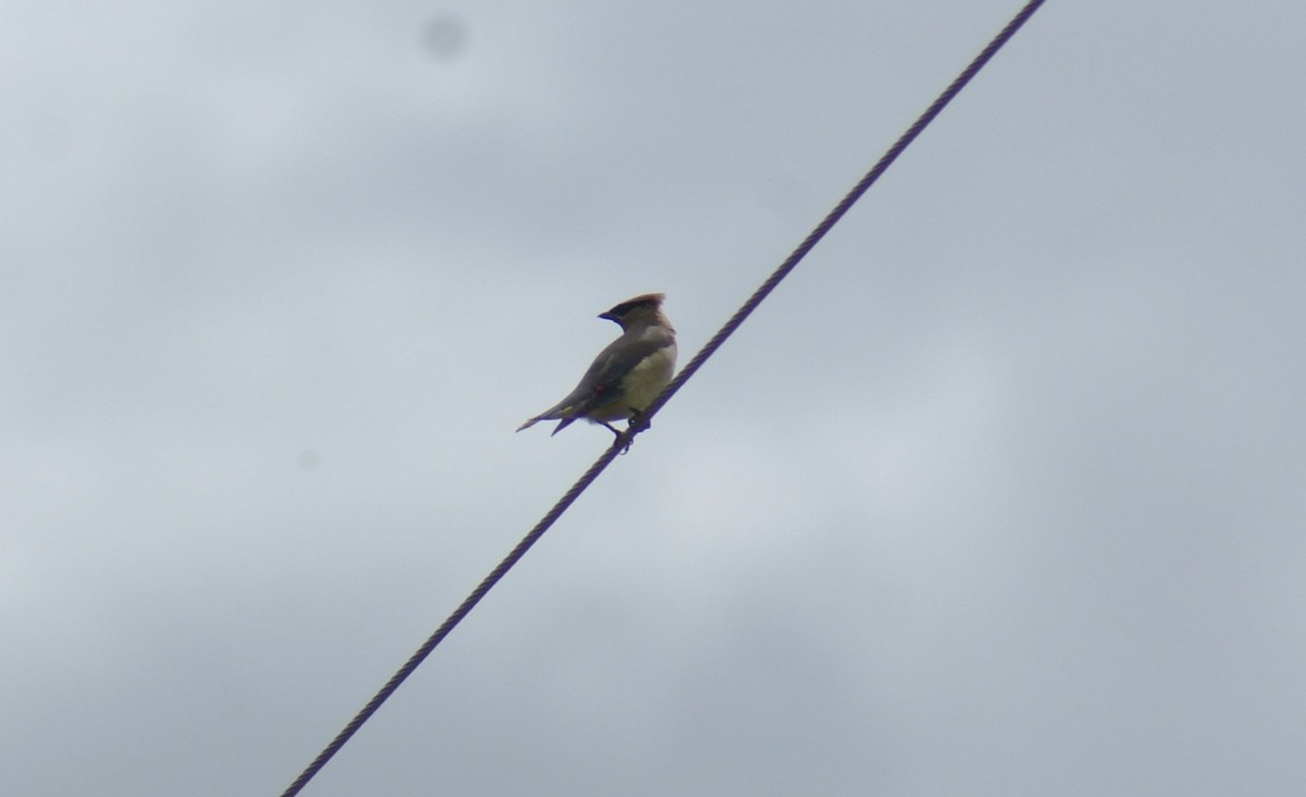 Cedar Waxwing - ML642705065