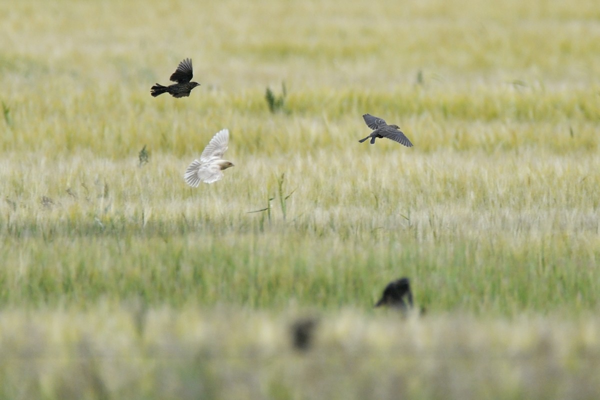 Red-winged Blackbird (Red-winged) - ML642705066