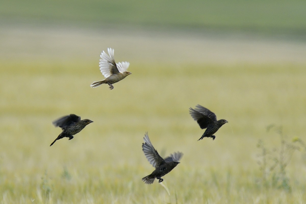 Red-winged Blackbird (Red-winged) - ML642705067