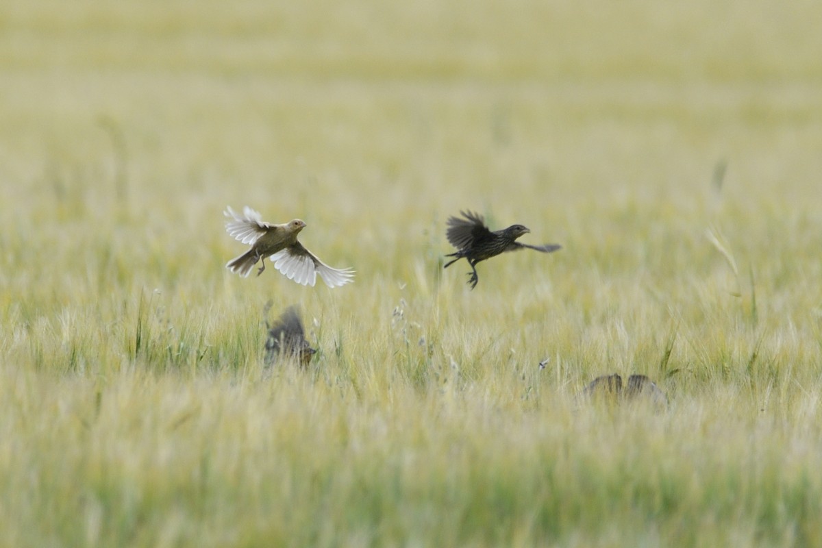 Red-winged Blackbird (Red-winged) - ML642705068