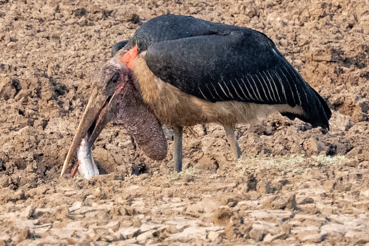 アフリカハゲコウ - ML642705069