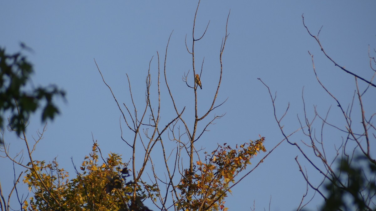 Evening Grosbeak - ML642705070