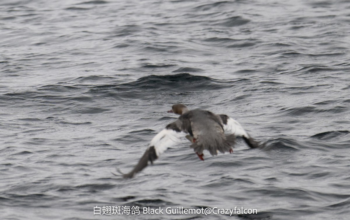 Black Guillemot - ML642705093