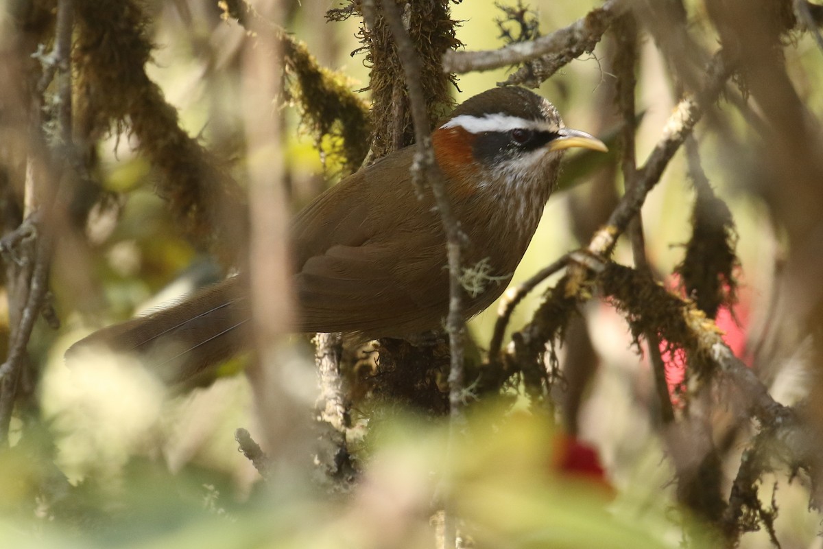 Streak-breasted Scimitar-Babbler - ML642705100