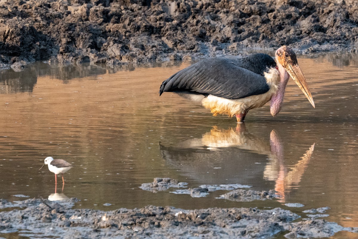 アフリカハゲコウ - ML642705102
