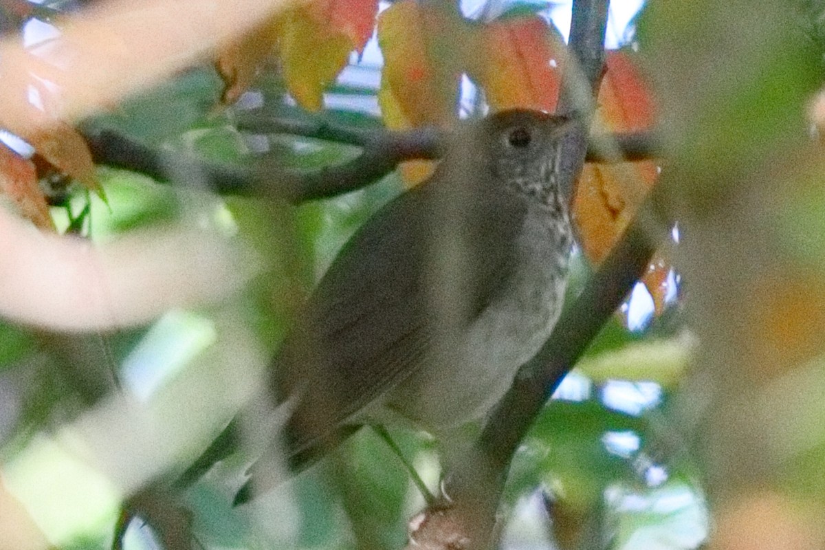 קיכלי אפור-לחי - ML642705105