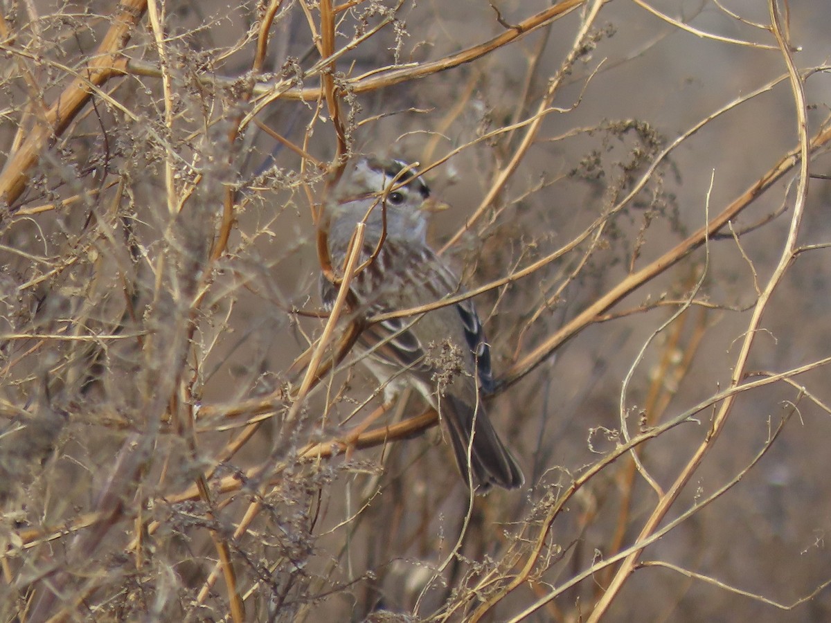 White-crowned Sparrow (Gambel's) - ML642705107