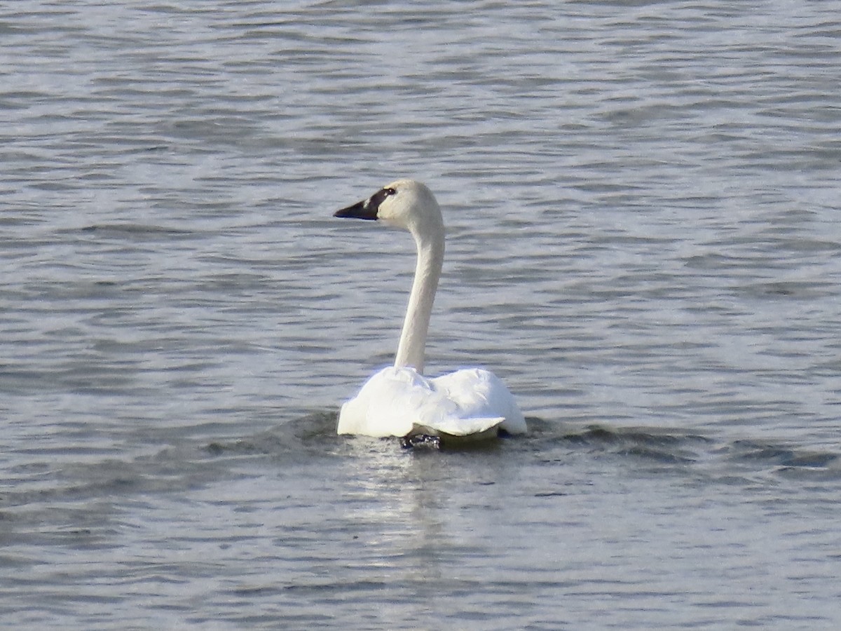Tundra Swan - ML642705108