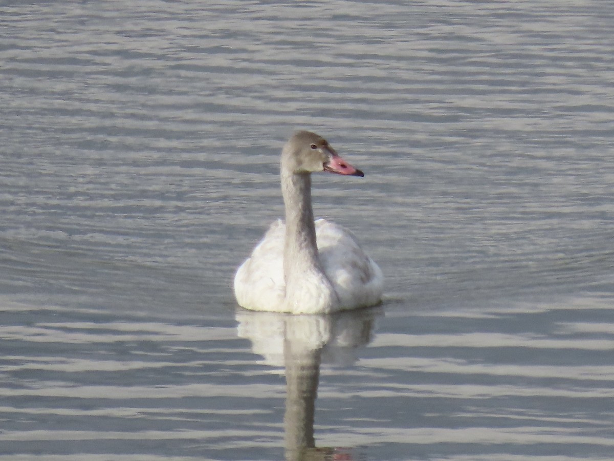 Tundra Swan - ML642705109
