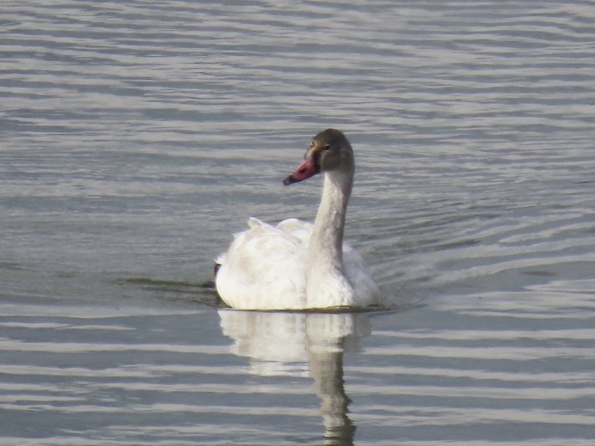 Tundra Swan - ML642705110