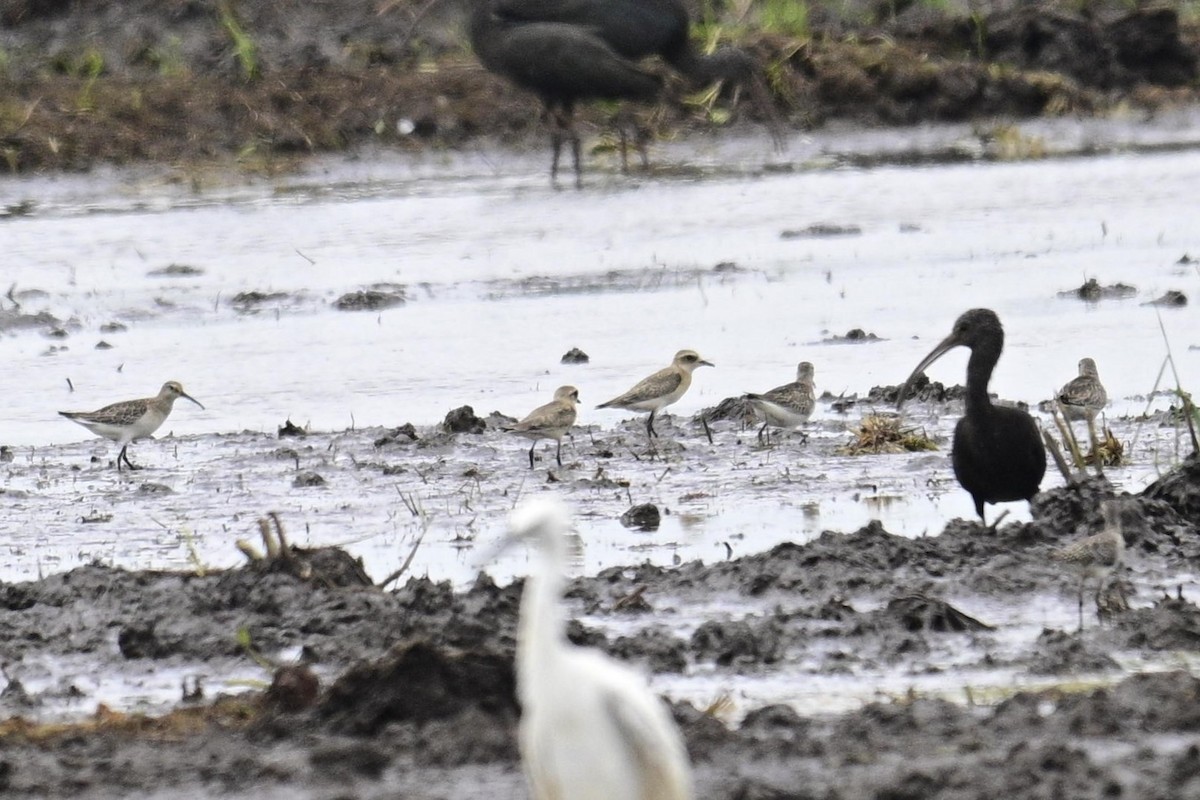 Tibetan Sand-Plover - ML642705111