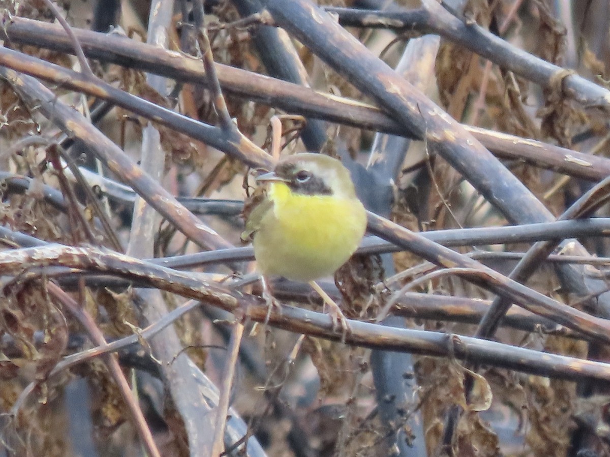 Common Yellowthroat - ML642705113
