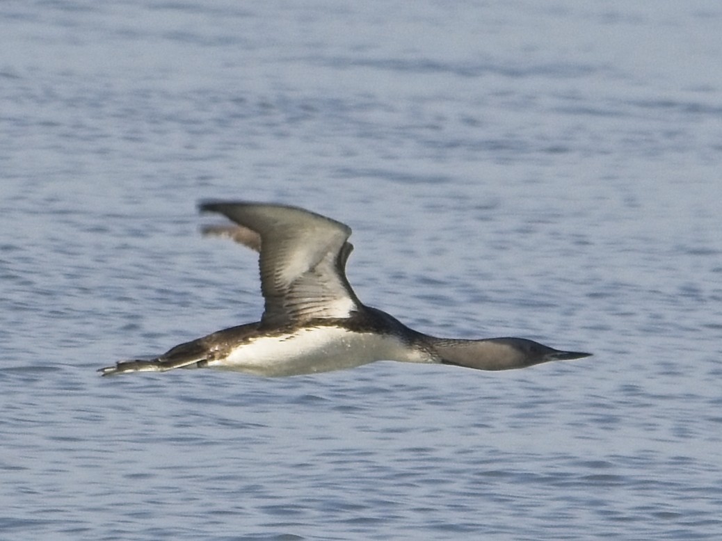 Red-throated Loon - ML642705114