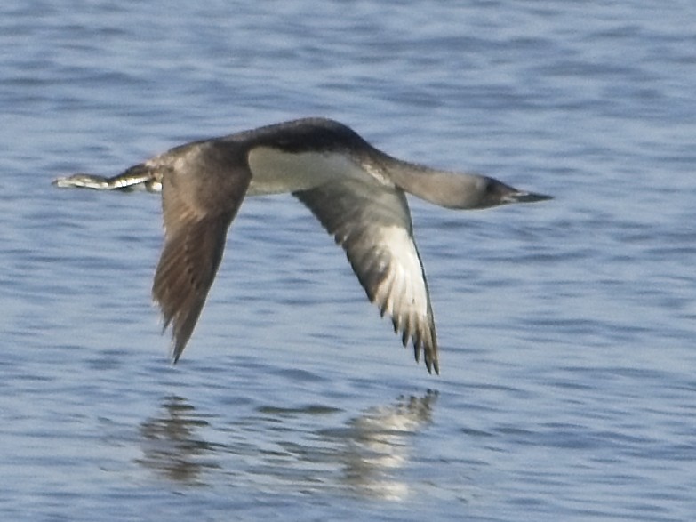 Red-throated Loon - ML642705115