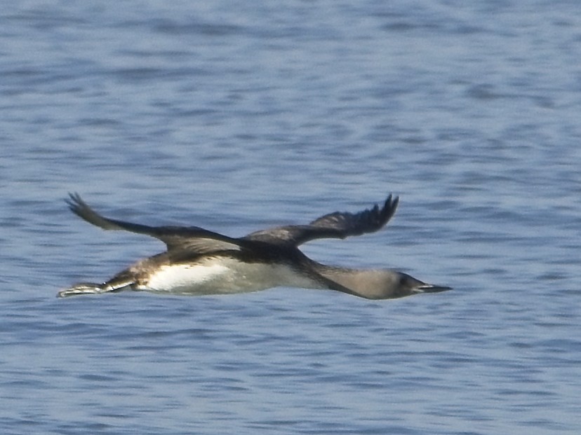Red-throated Loon - ML642705116