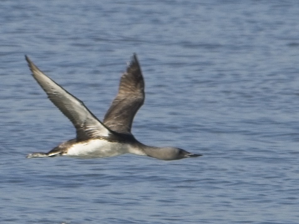 Red-throated Loon - ML642705117