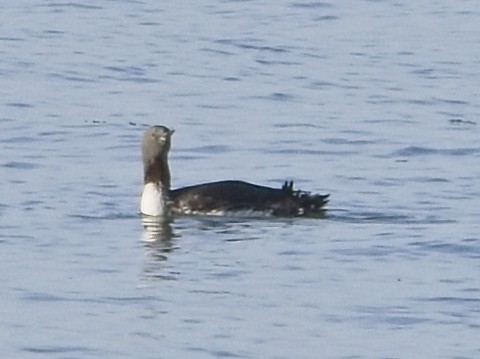 Red-throated Loon - ML642705118
