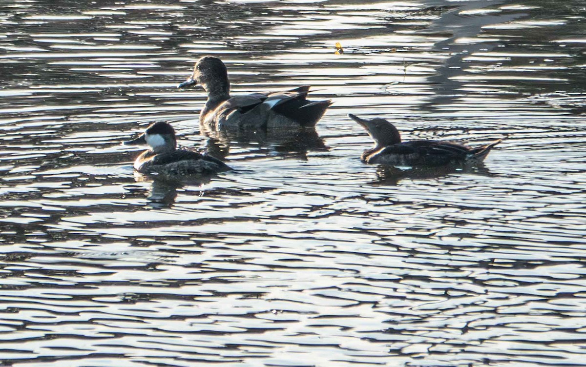 Ruddy Duck - ML642705120