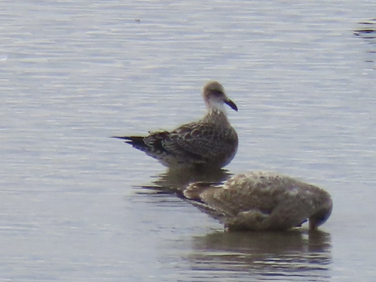 Lesser Black-backed Gull - ML642705121
