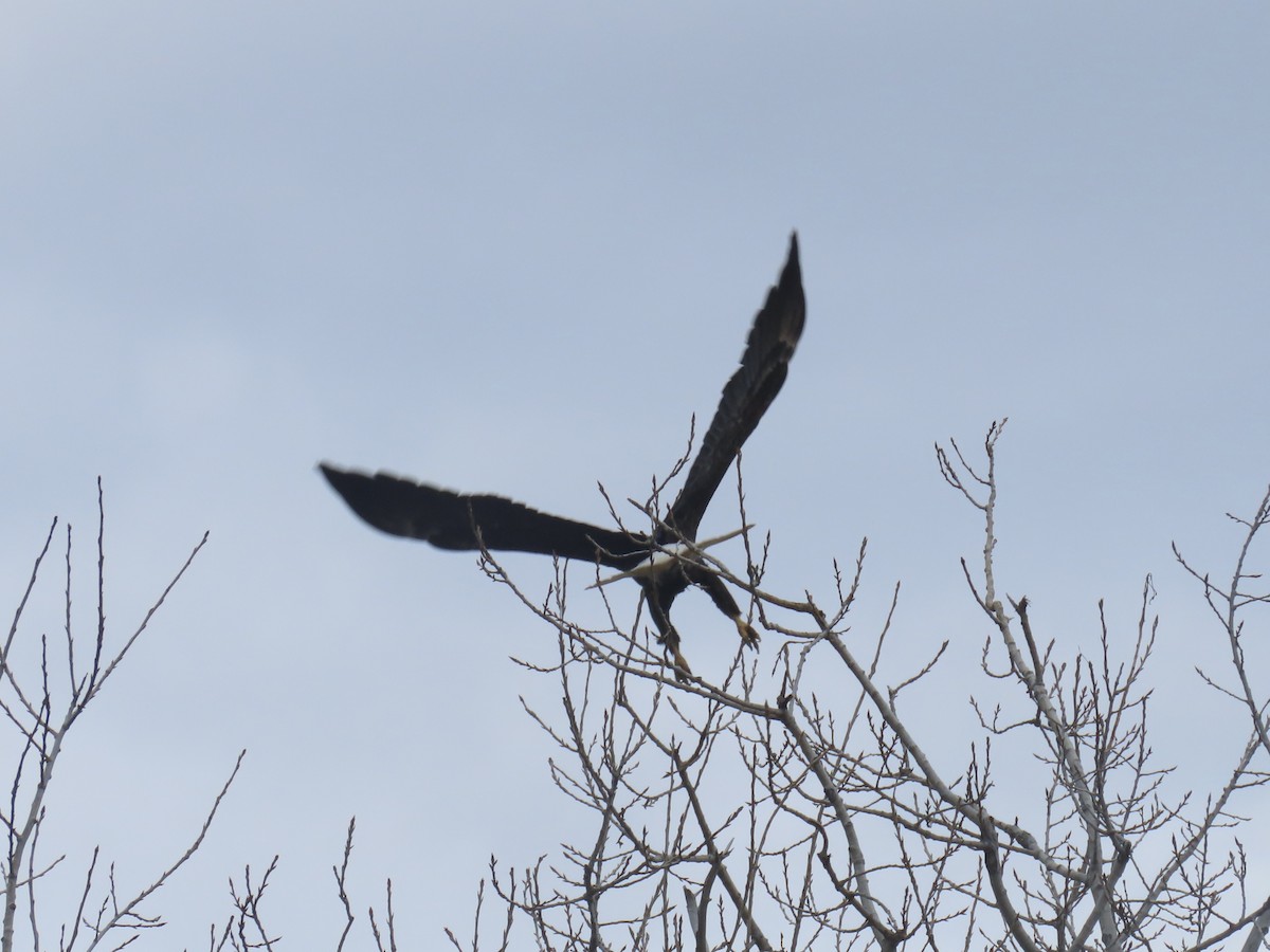 Bald Eagle - ML642705124