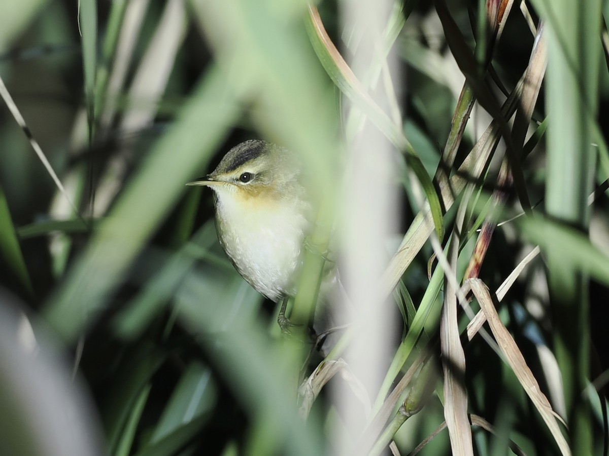 Black-browed Reed Warbler - ML642705126