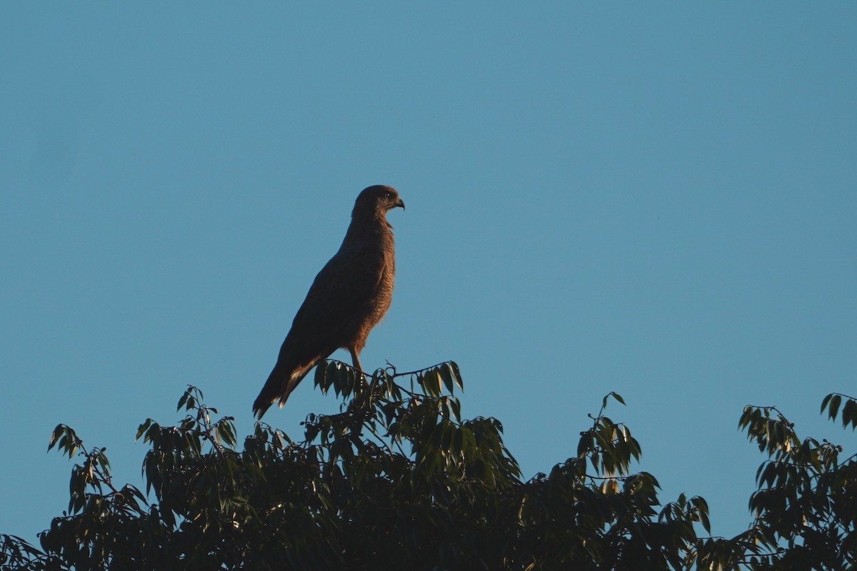 Savanna Hawk - ML642705129