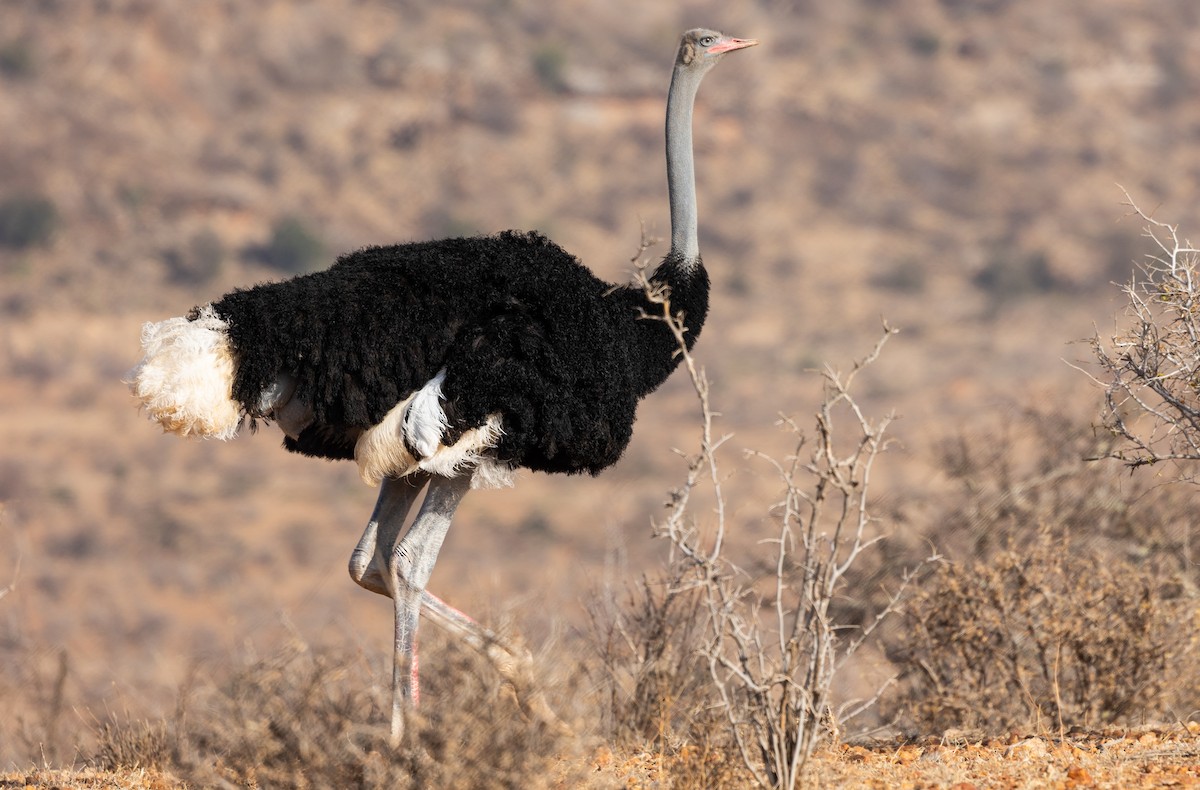 Somali Ostrich - ML642705130