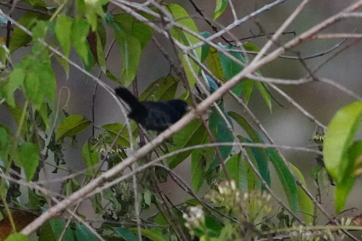 Blue-black Grassquit - ML642705131