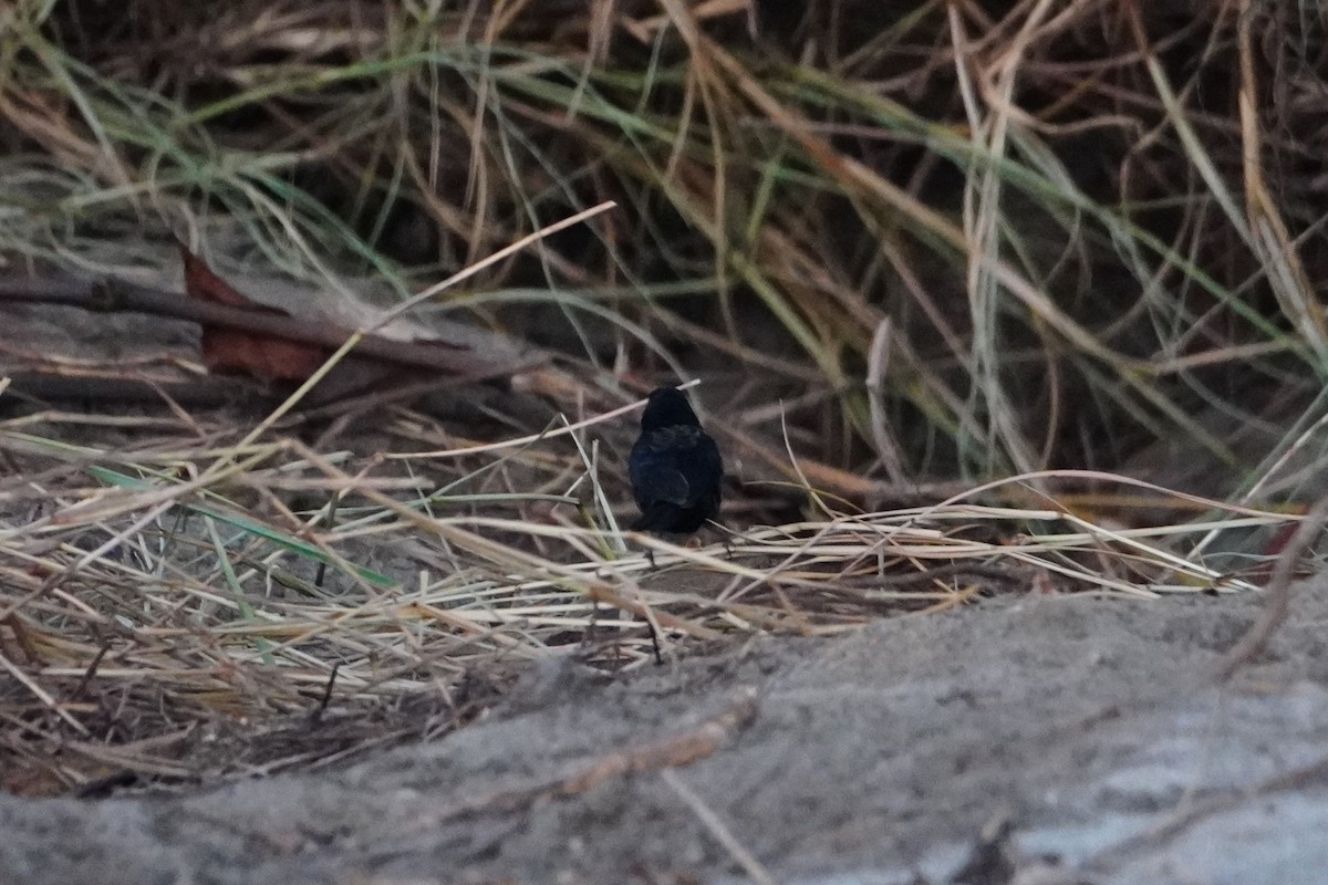 Blue-black Grassquit - ML642705132
